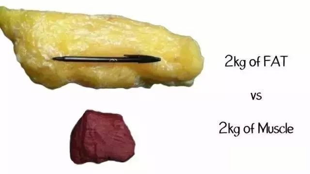 肌肉跟脂肪的比較