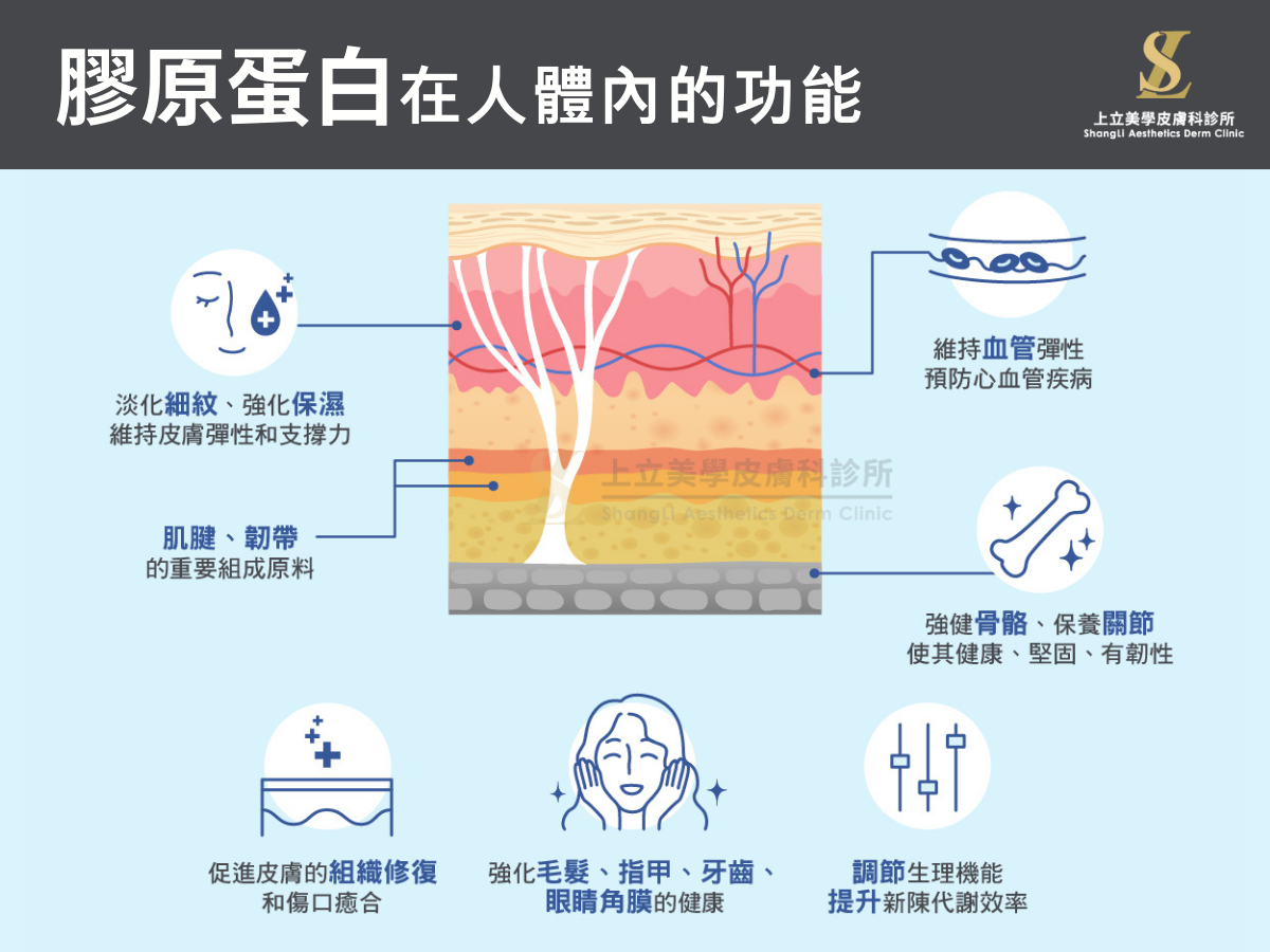 膠原蛋白在深淺層皮膚的重要性